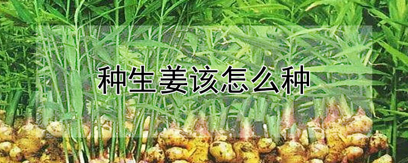 種生薑該怎麼種