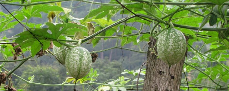 吊瓜種植技術