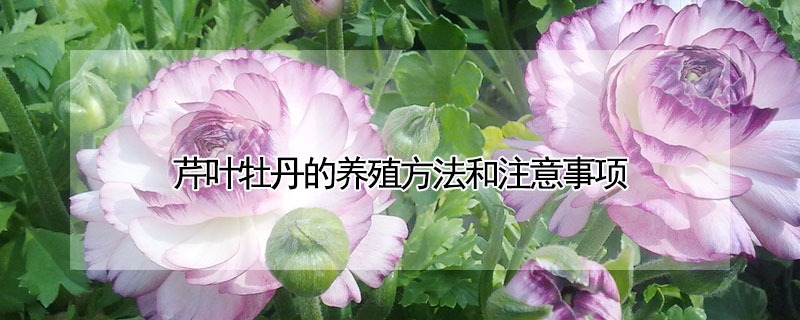 芹葉牡丹的養殖方法和注意事項