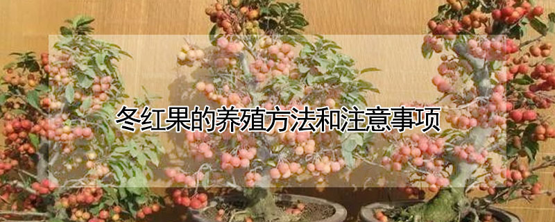 冬紅果的養殖方法和注意事項