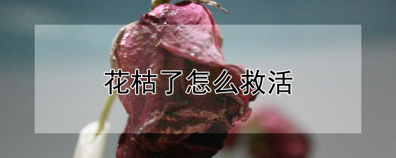 花枯了怎麼救活