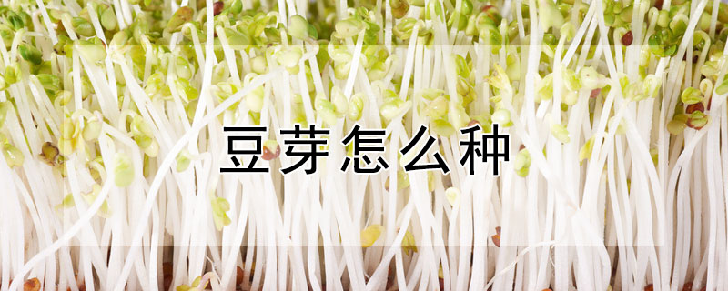 豆芽怎麼種