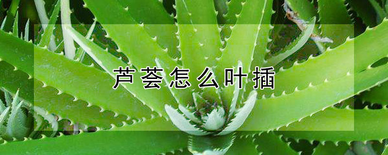 蘆薈怎麼葉插