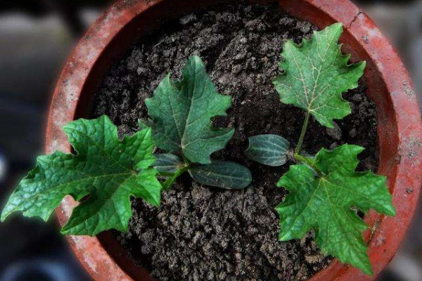 花盆土壤板結怎麼辦