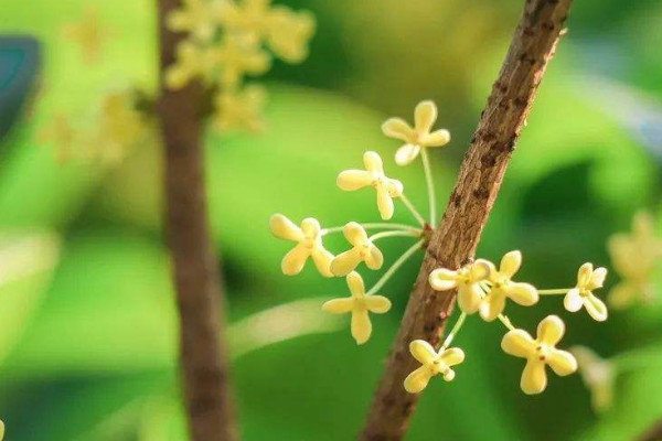 桂花不發芽是怎麼回事