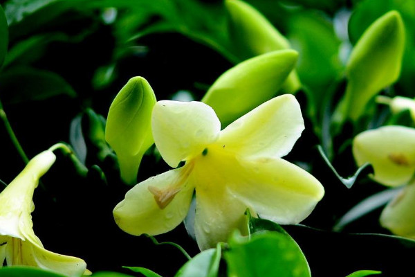 非洲茉莉什麼時候開花