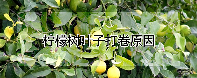 檸檬樹葉子打卷原因