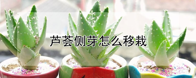 蘆薈側芽怎麼移栽