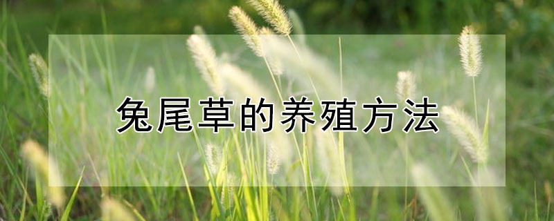 兔尾草的養殖方法