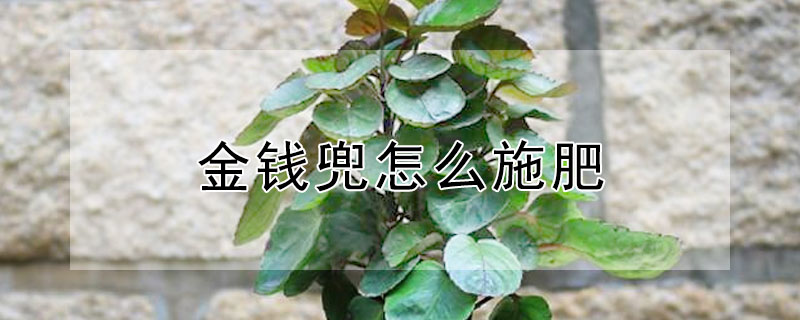 金錢兜怎麼施肥