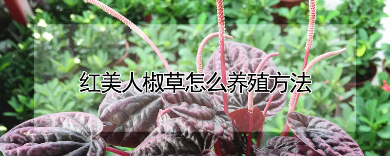 紅美人椒草怎麼養殖方法