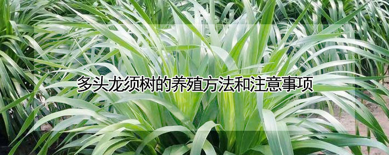 多頭龍須樹的養殖方法和注意事項