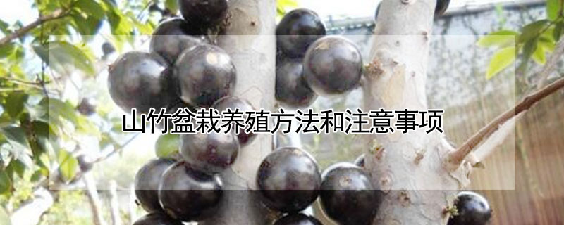 山竹盆栽養殖方法和注意事項