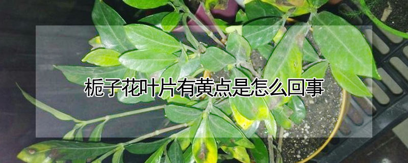 梔子花葉片有黃點是怎麼回事