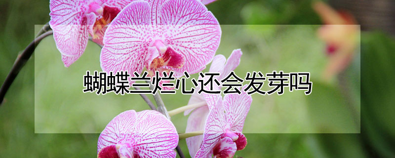 蝴蝶蘭爛心還會發芽嗎