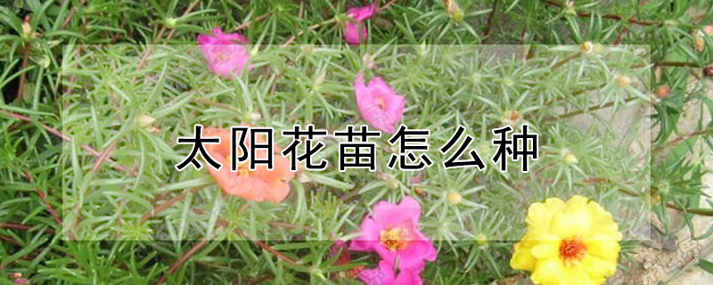 太陽花苗怎麼種