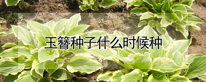 玉簪種子什麼時候種