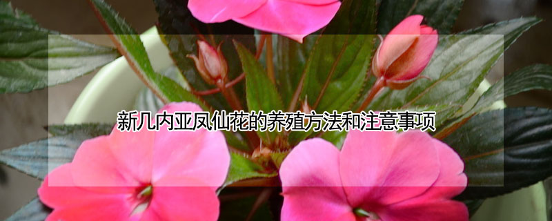 新幾內亞鳳仙花的養殖方法和注意事項