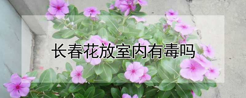 長春花放室內有毒嗎