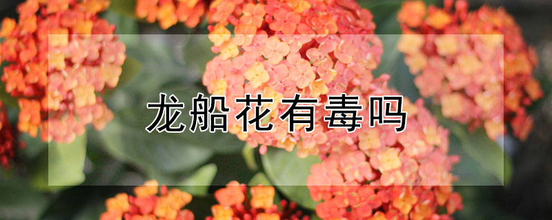 龍船花有毒嗎