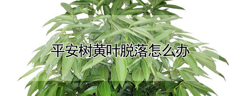 平安樹黃葉脫落怎麼辦