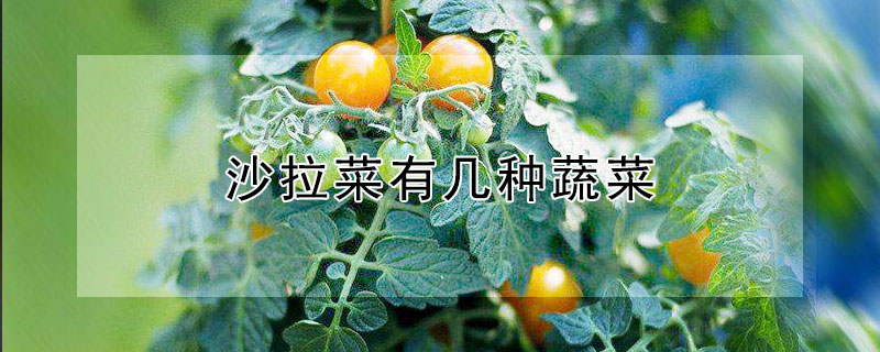 沙拉菜有幾種蔬菜