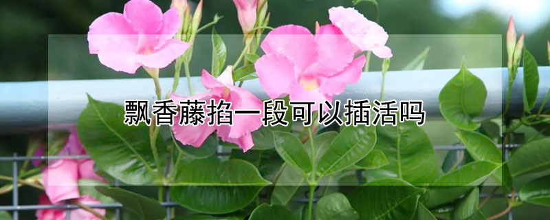 飄香藤掐一段可以插活嗎