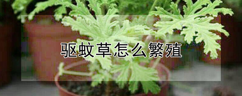 驅蚊草怎麼繁殖