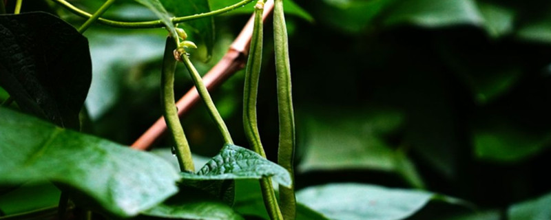 豆角怎樣種植才能高產