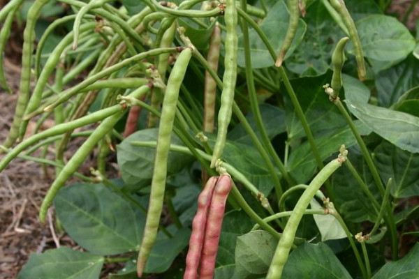 豆角怎樣種植才能高產