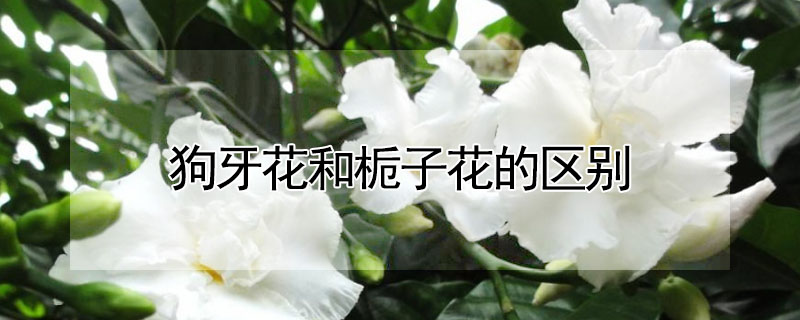 狗牙花和梔子花的區別