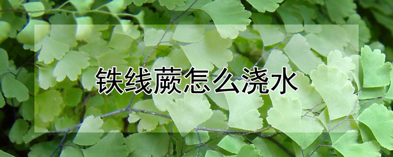 鐵線蕨怎麼澆水