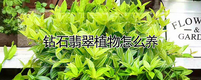 鑽石翡翠植物怎麼養