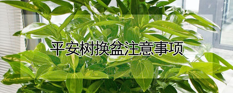 平安樹換盆注意事項