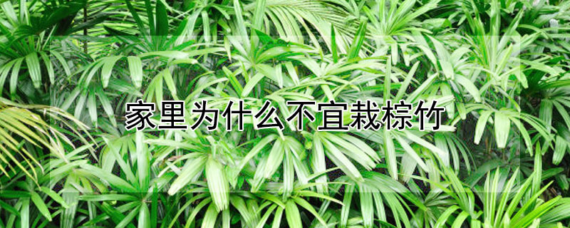 家裏為什麼不宜栽棕竹