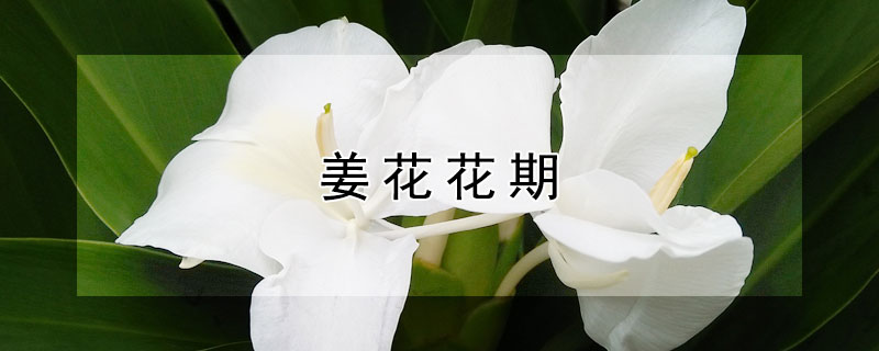 薑花花期