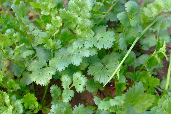 香菜種子怎麼種植方法