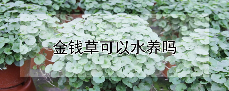 金錢草可以水養嗎