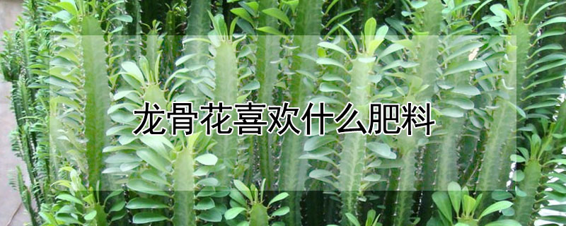 龍骨花喜歡什麼肥料