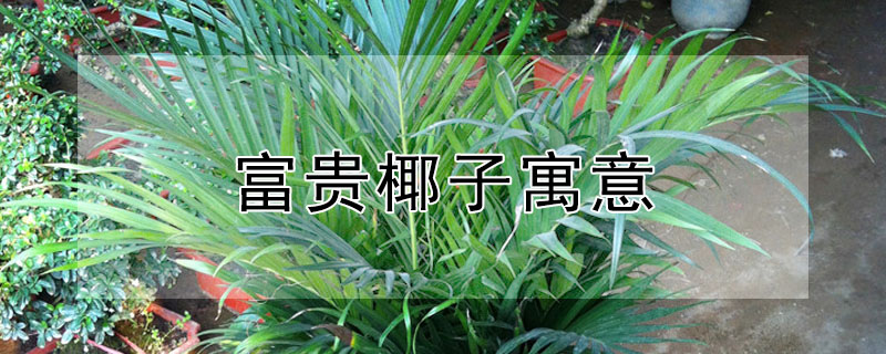 富貴椰子寓意