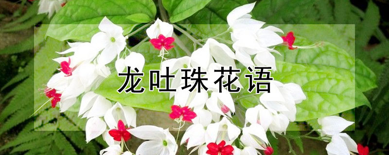 龍吐珠花語