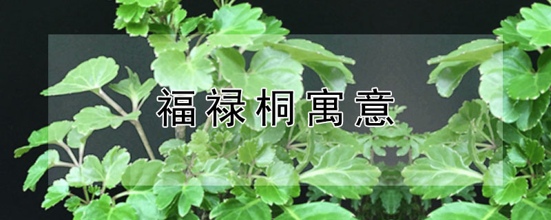 福祿桐寓意