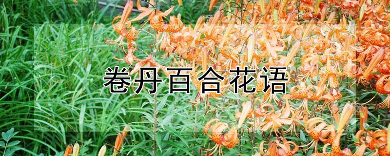 卷丹百合花語