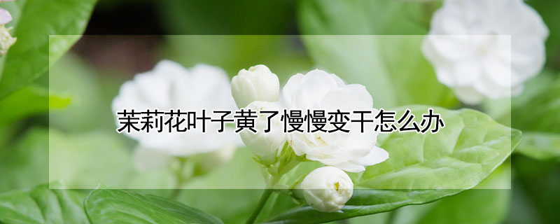 茉莉花葉子黃了慢慢變幹怎麼辦