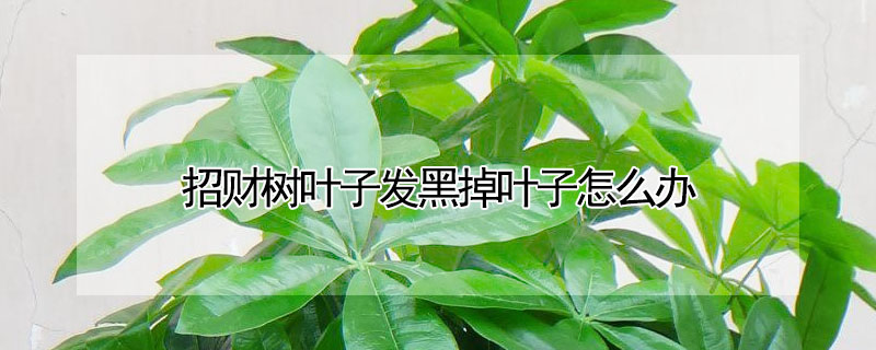 招財樹葉子發黑掉葉子怎麼辦