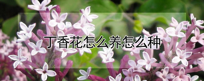 丁香花怎麼養怎麼種