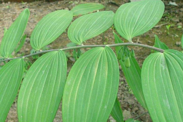 怎麼種植黃精