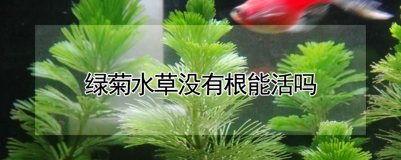 綠菊水草沒有根能活嗎