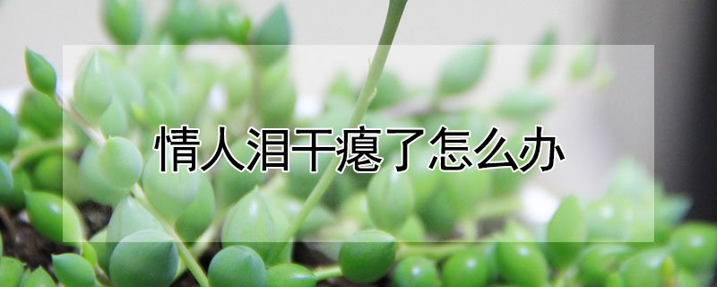 情人淚幹癟了怎麼辦