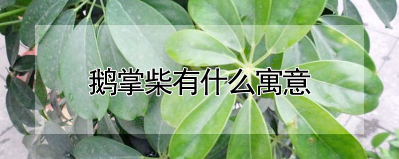 鵝掌柴有什麼寓意